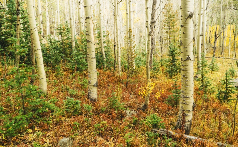 Fall Colors Photo Excursion