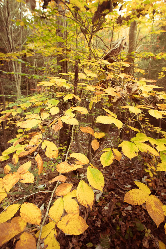 1101-redrivergorge-0014